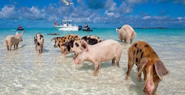 2 day bahamas cruises swim with the pigs Freeport, Bahamas